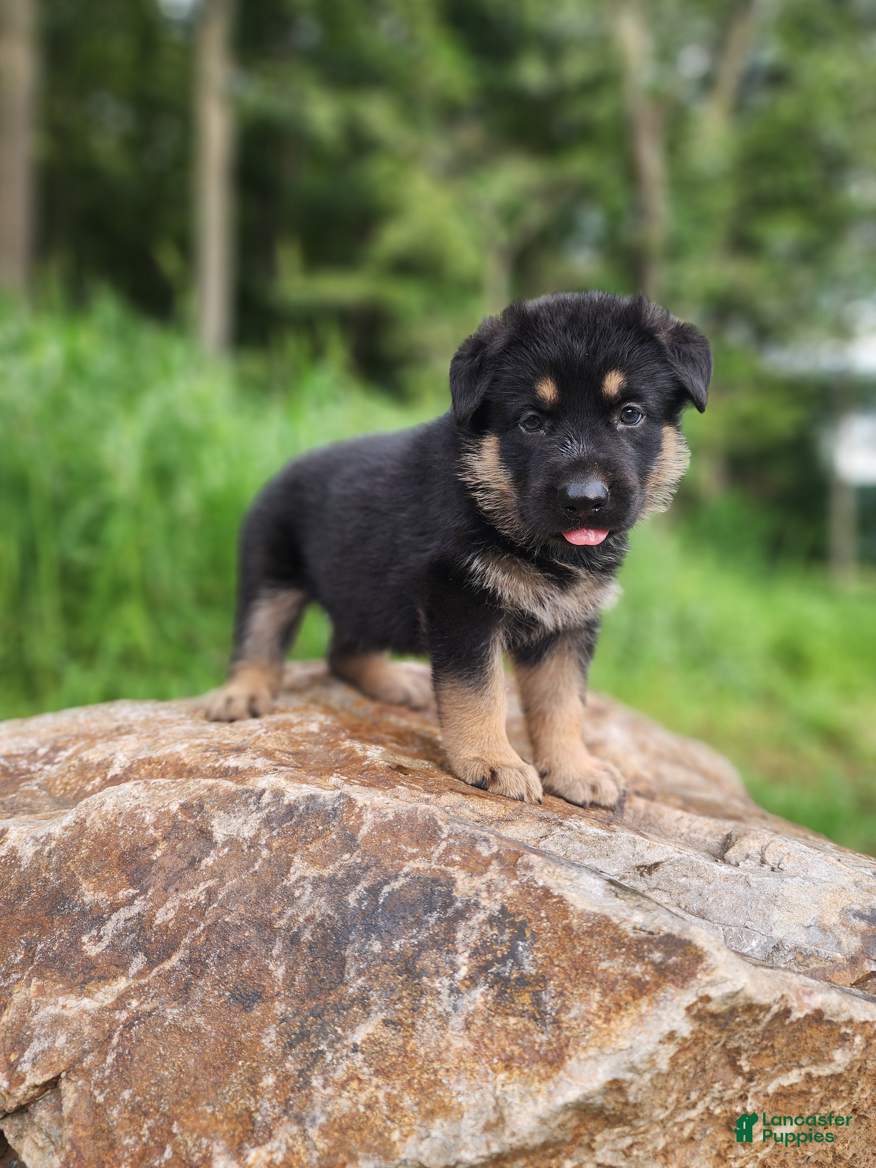 German Shepherd dogs  Thor - Ad 1