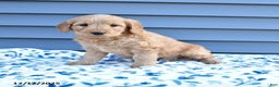 Goldendoodle dogs for sale: Bonnie - Ad 2