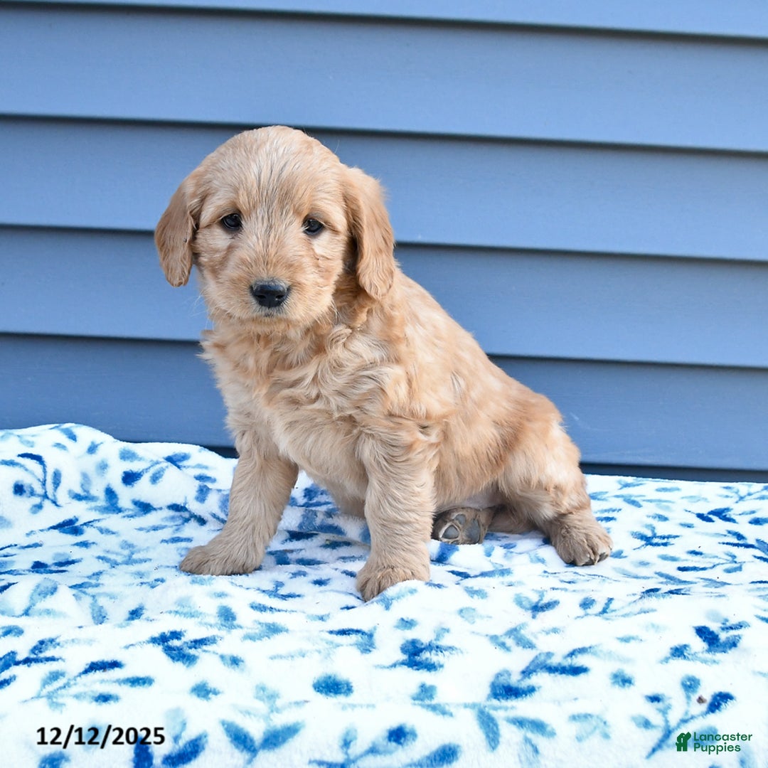 Goldendoodle dogs for sale: Bonnie - Ad 2