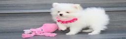Pomeranian dogs for sale: Bianca  - Ad 13