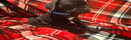 Cane Corso dogs for sale: Rufus AKC blue collar - Ad 5