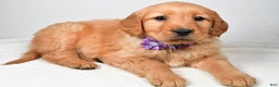 Golden Retriever dogs for sale: Kenzie - Ad 1