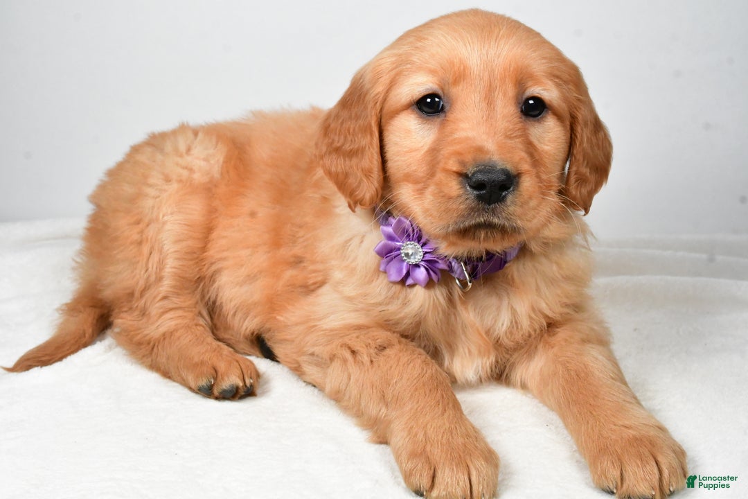 Golden Retriever dogs for sale: Kenzie - Ad 1