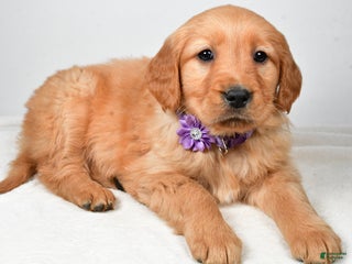 Golden Retriever dogs Kenzie - Ad 30