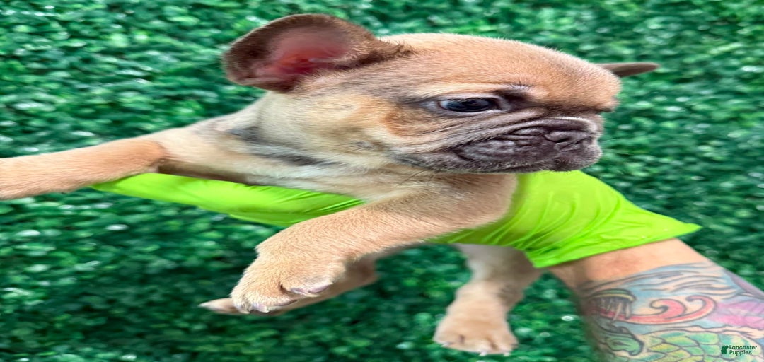 Gallery Image {{count}}