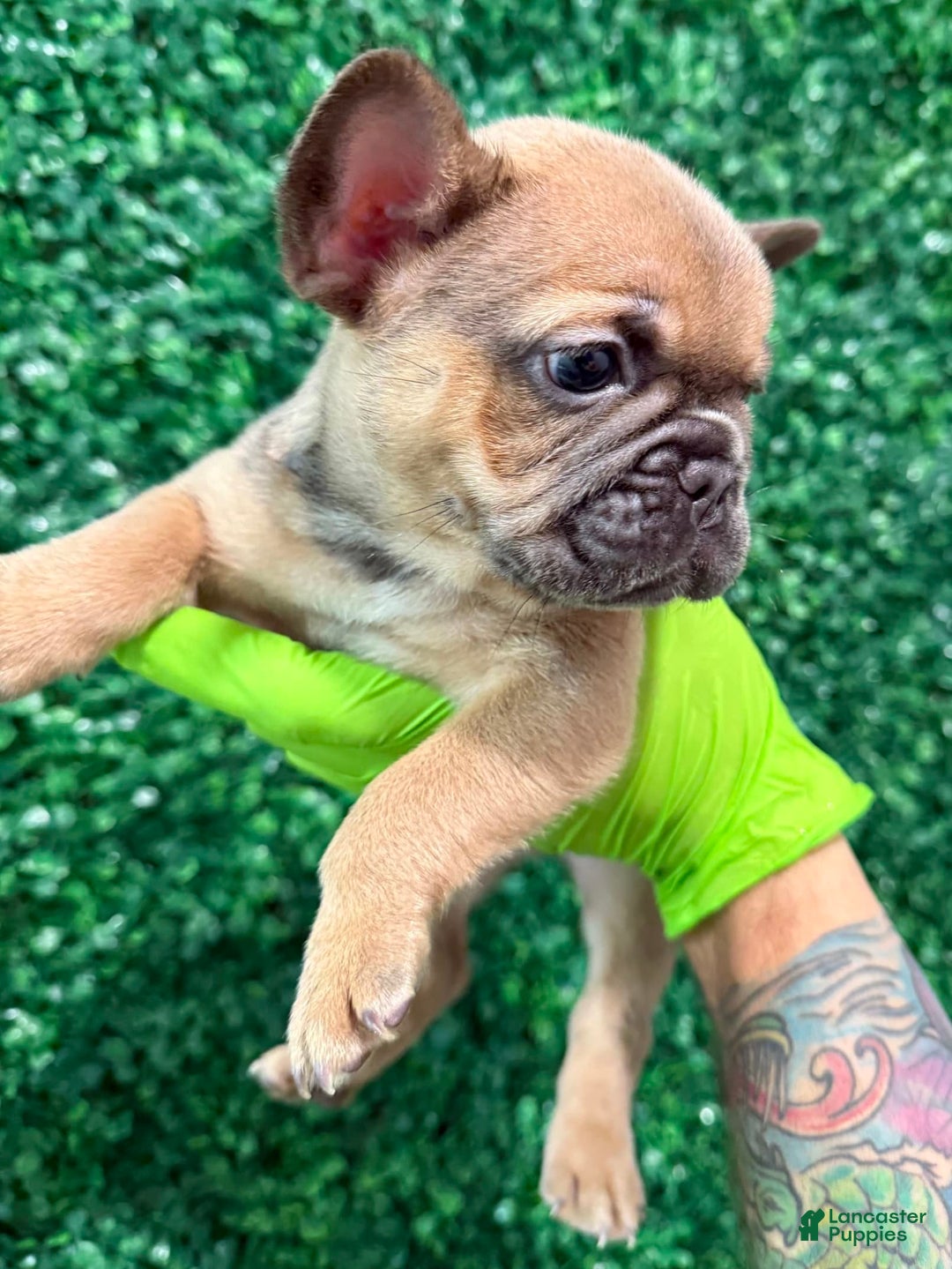 Gallery Image {{count}}