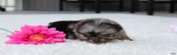 Pomeranian dogs for sale: Lexi - Ad 5