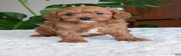 Cavapoo dogs for sale: Kylie - Ad 11
