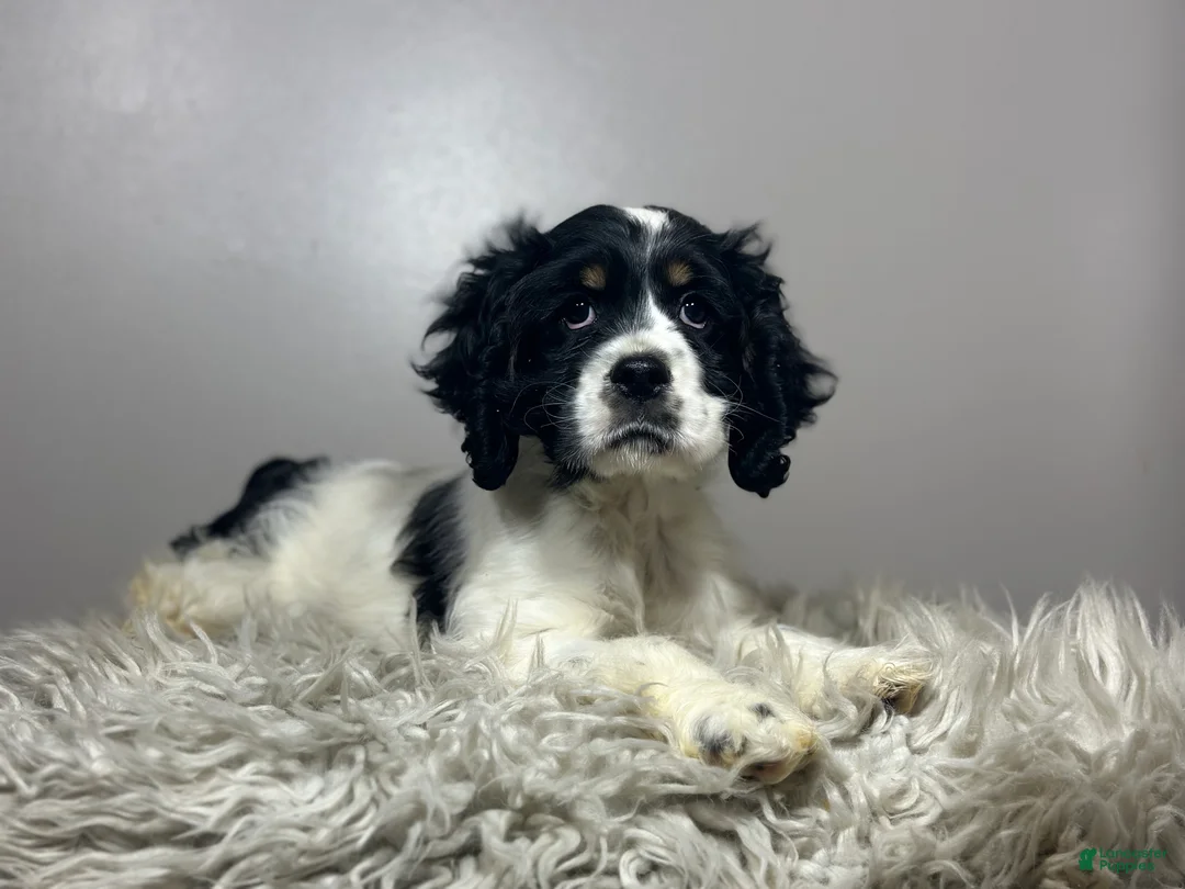 Cocker Spaniel dogs for sale: Cocker Spaniel Puppy 1 - Ad 2