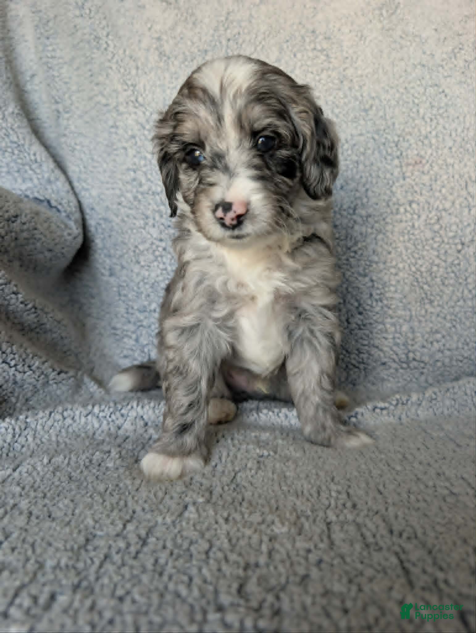 Mixed Breed dogs for sale: Smokey  - Ad 2