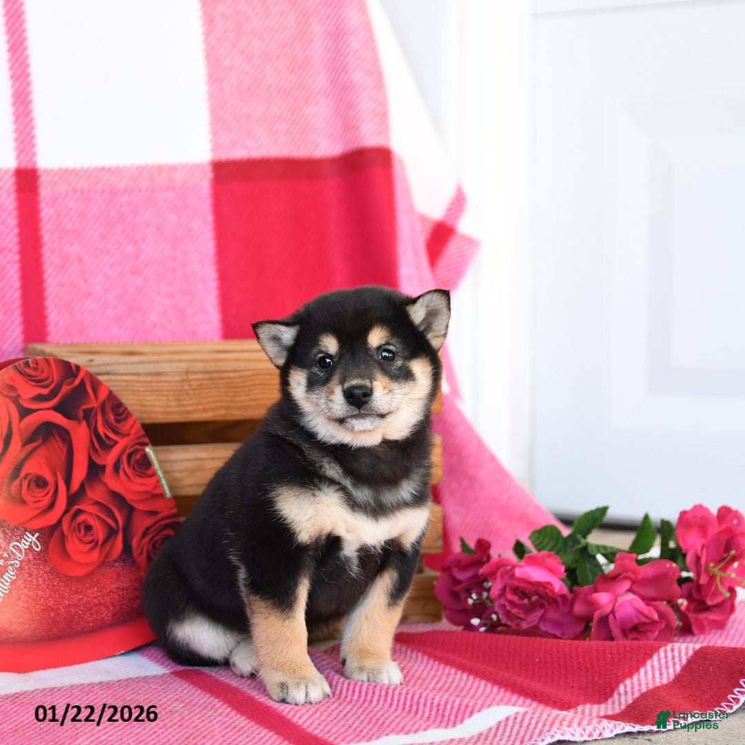 Shiba Inu dogs for sale: Britta  - Ad 3