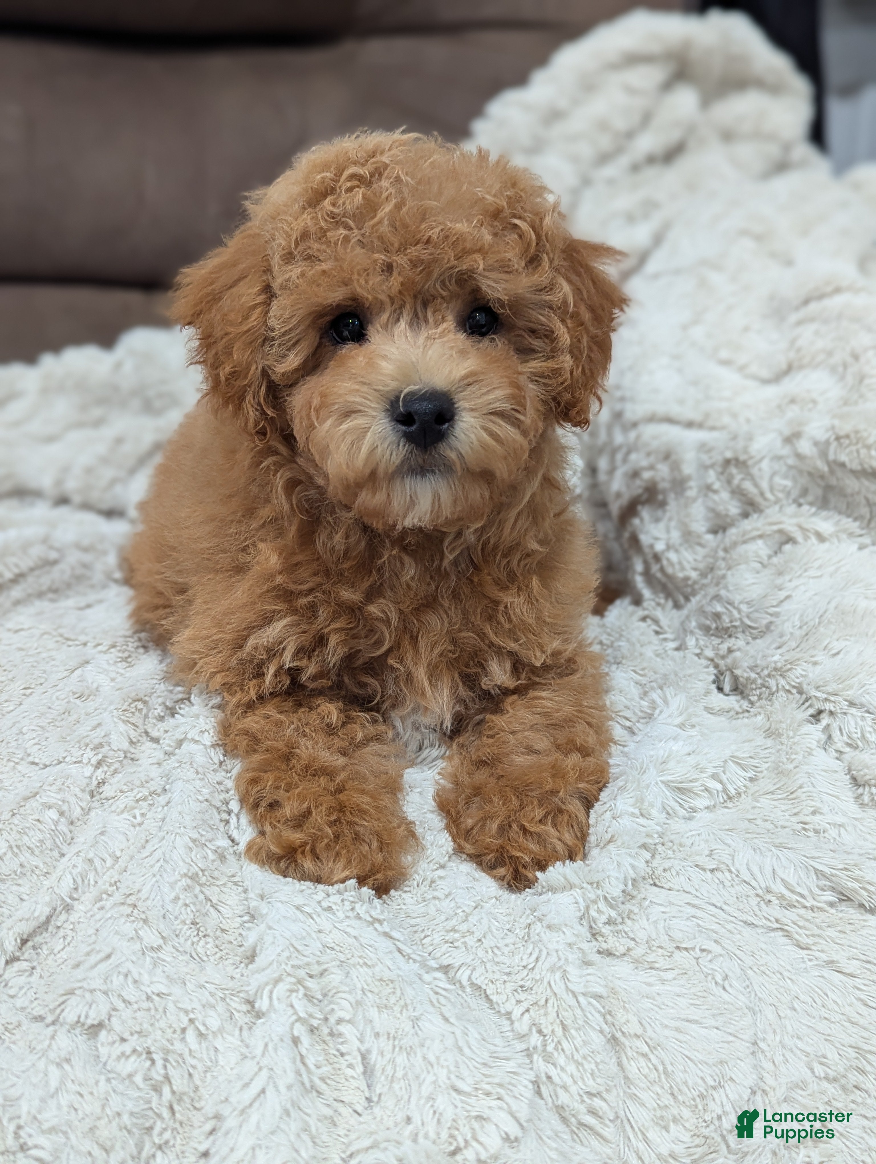 Bichpoo dogs for sale: Archie  - Ad 2