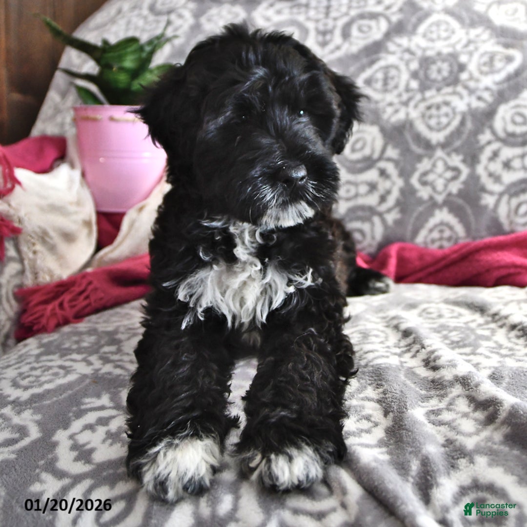 Portuguese Water Dog dogs for sale: Denny - Ad 5