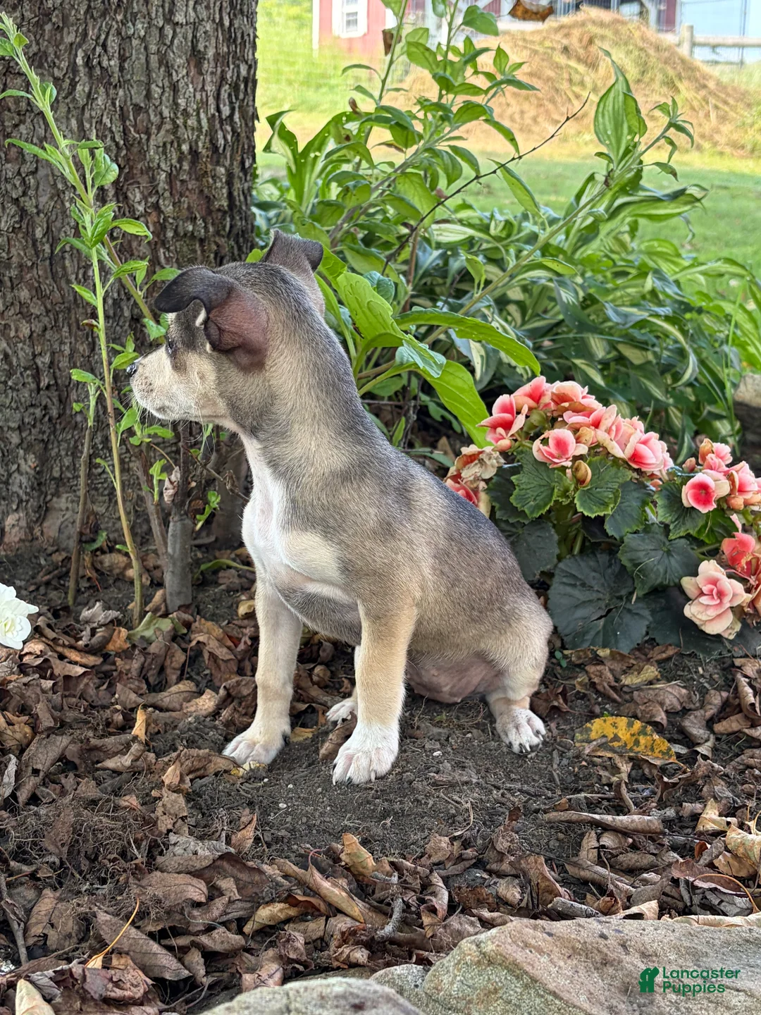Mixed Breed dogs for sale: Sadie - Ad 5