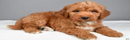 Mini Goldendoodle dogs for sale: Brady - Ad 3