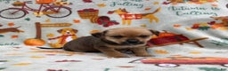 Chihuahua dogs for sale: Brody - Ad 5