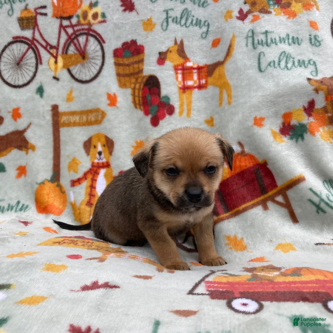 Chihuahua dogs for sale: Brody - Ad 5
