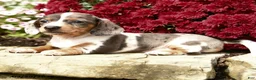 Dachshund dogs for sale: Dixie - Ad 3