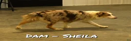 Miniature Australian Shepherd dogs for sale: Shank - Ad 6