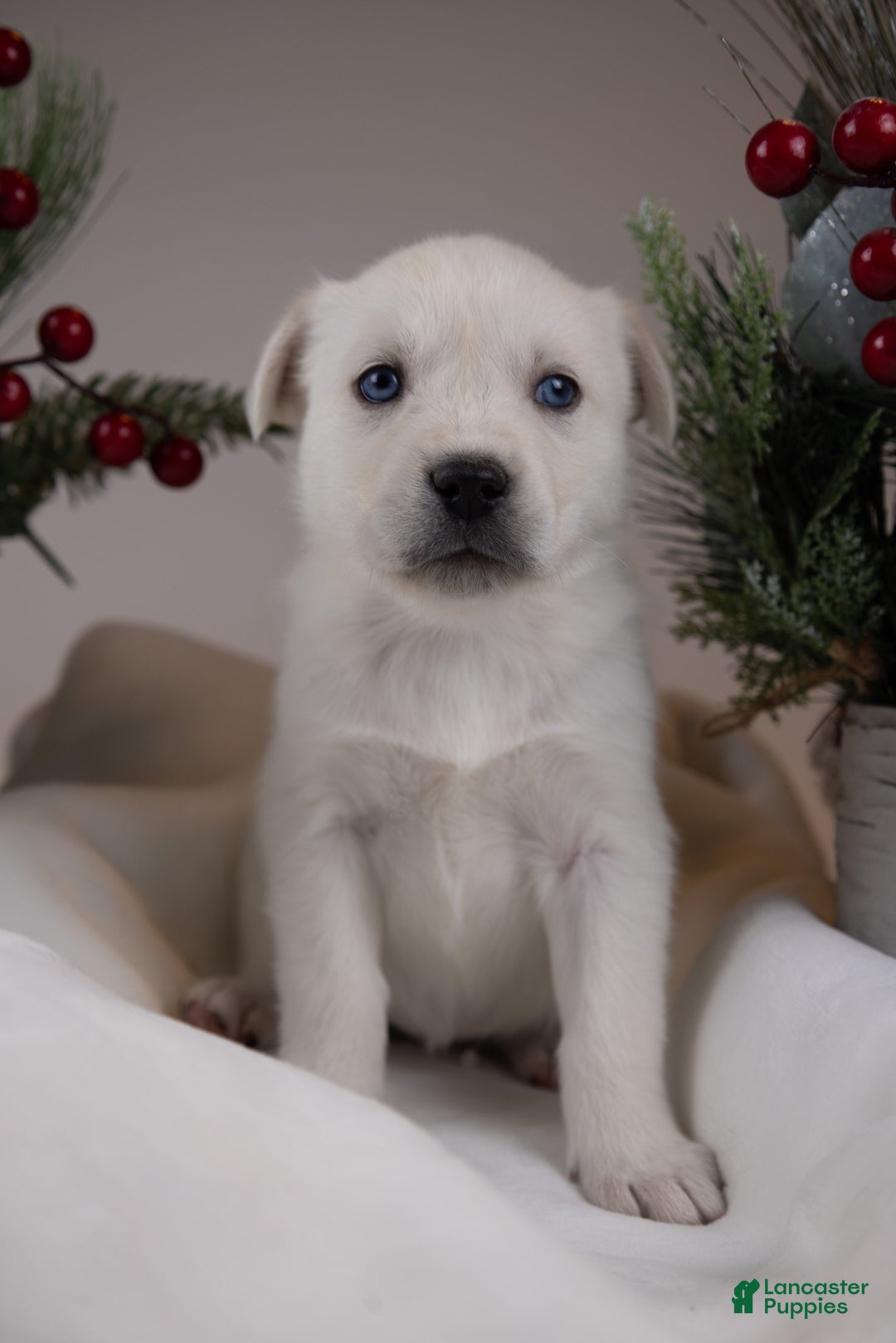 Goberian dogs for sale: Kodiak - Ad 1