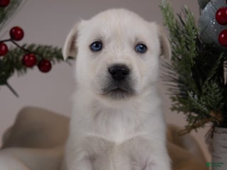 Goberian dogs Kodiak - Ad 20