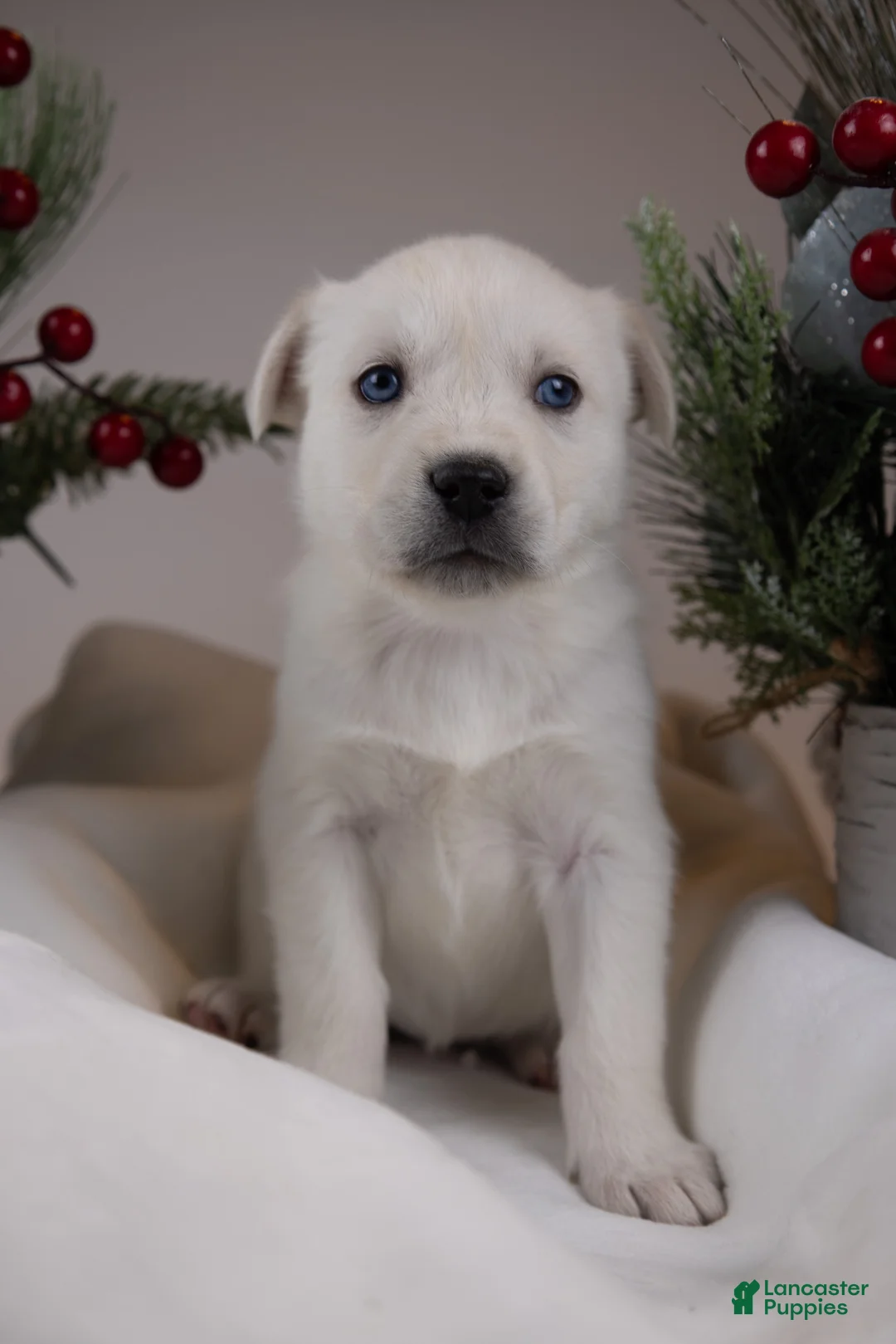 Goberian dogs for sale: Holly - Ad 29