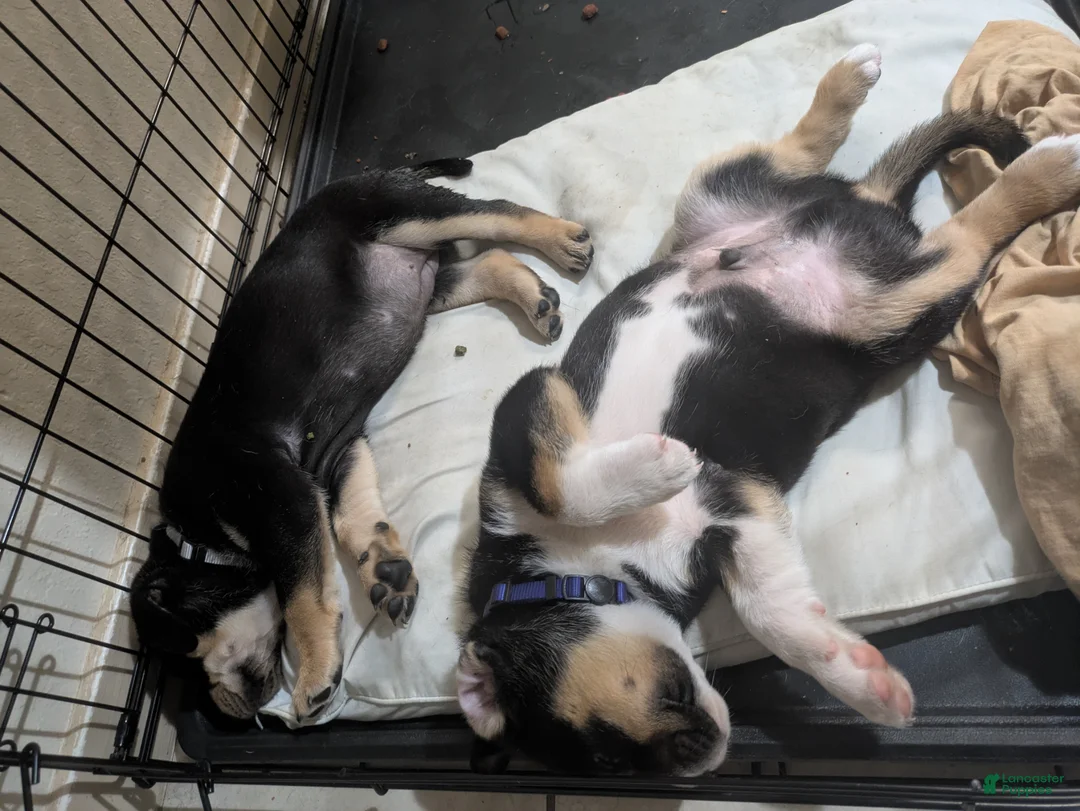 Mixed Breed dogs for sale: Mixed Breed Puppy 2 - Ad 2