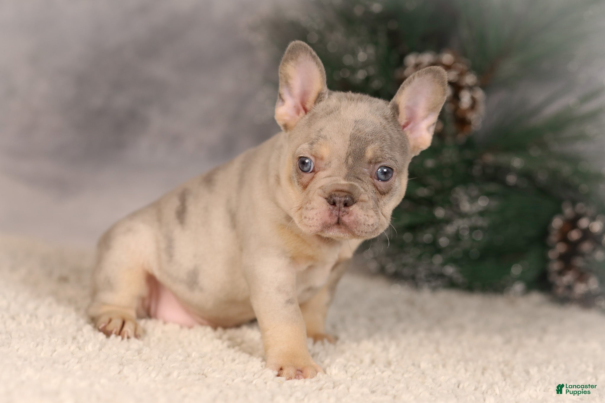 French Bulldog dogs Bingo - Ad 12