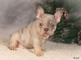 French Bulldog dogs Bingo - Ad 12