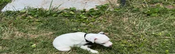 Jack Russell Terrier dogs for sale: Butch - Ad 2