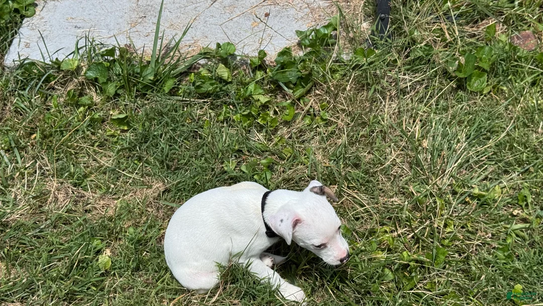 Jack Russell Terrier dogs for sale: Butch - Ad 2