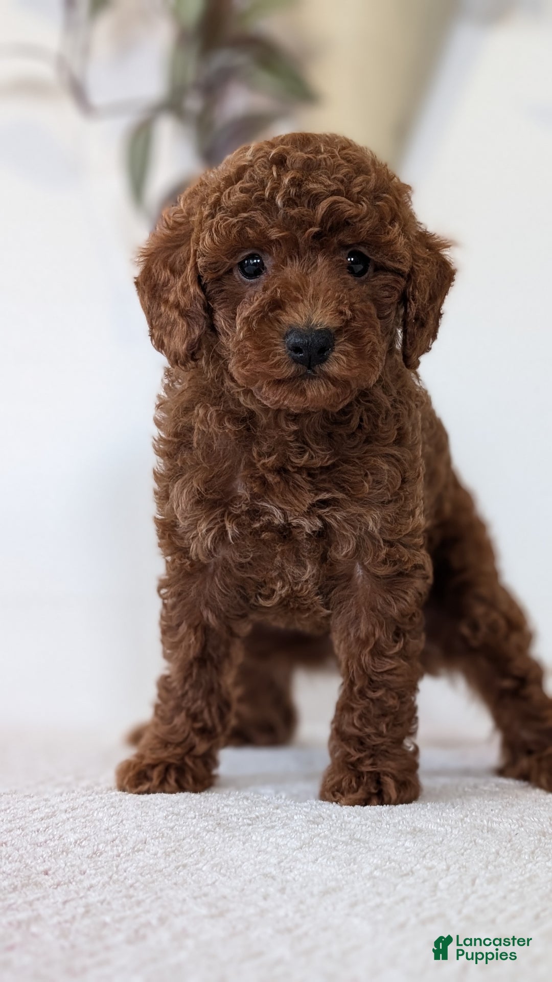 Toy Poodle dogs for sale: Carter - Ad 5
