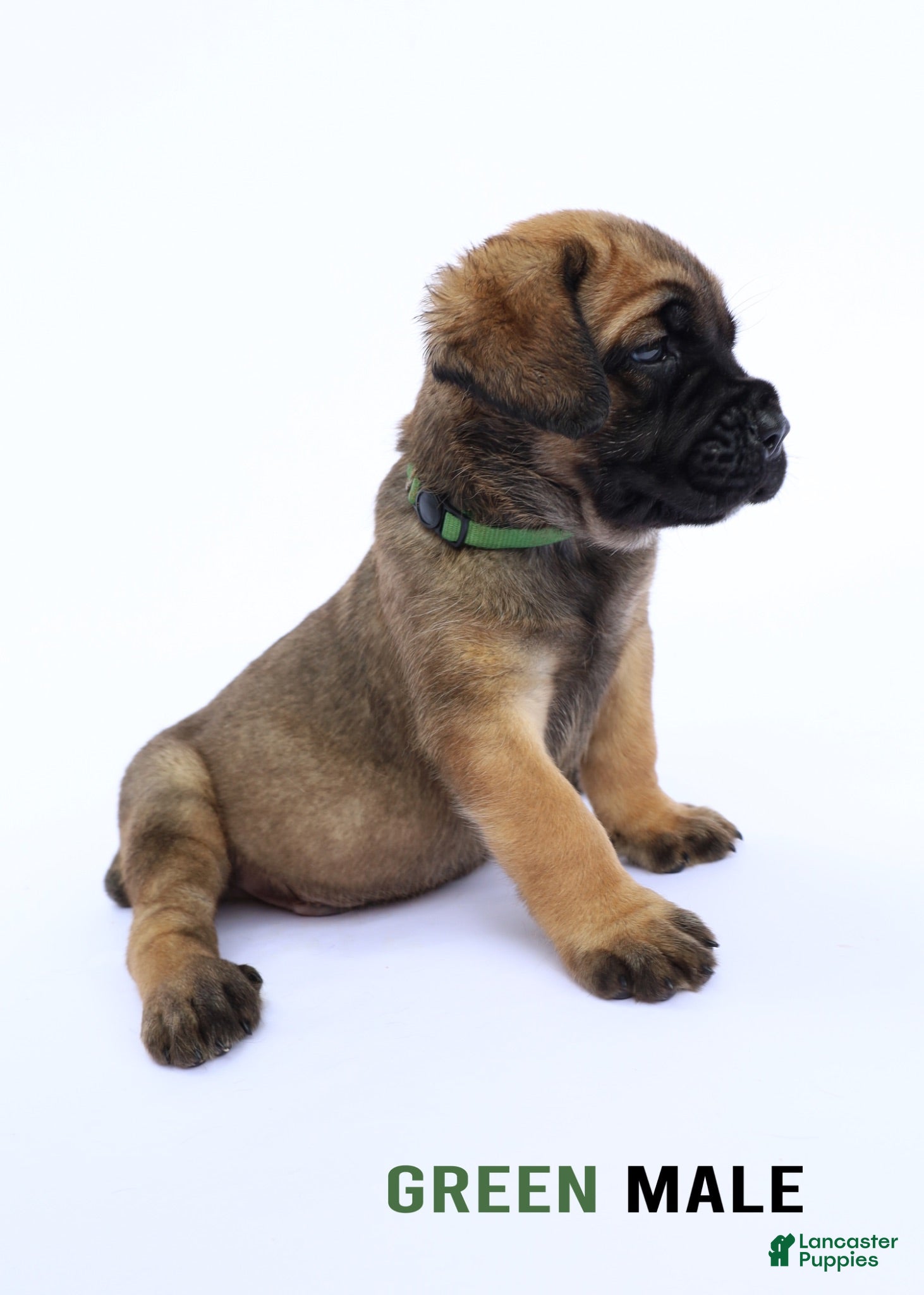 Cane Corso dogs Green Male - Ad 2
