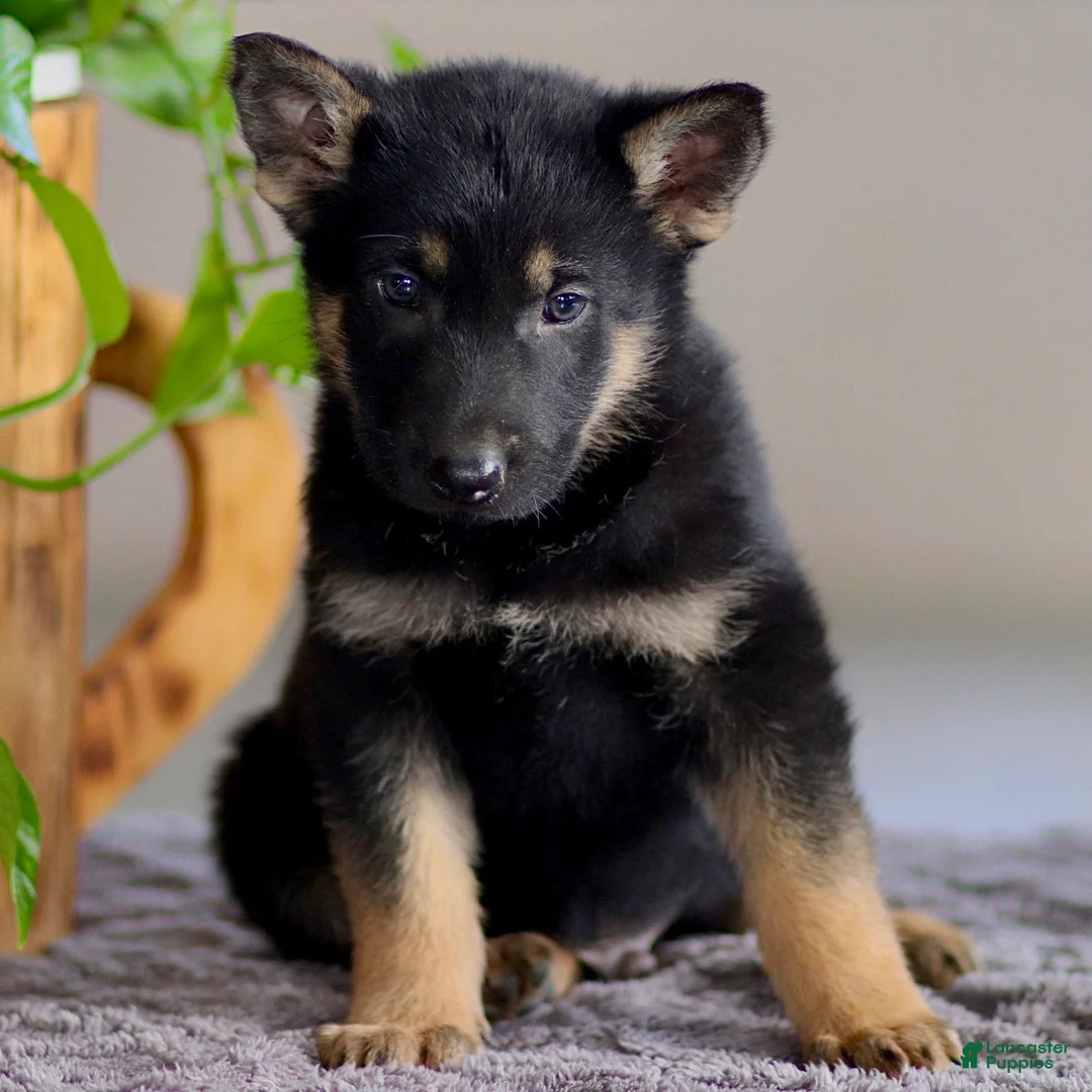 German Shepherd dogs for sale: Greg - Ad 2
