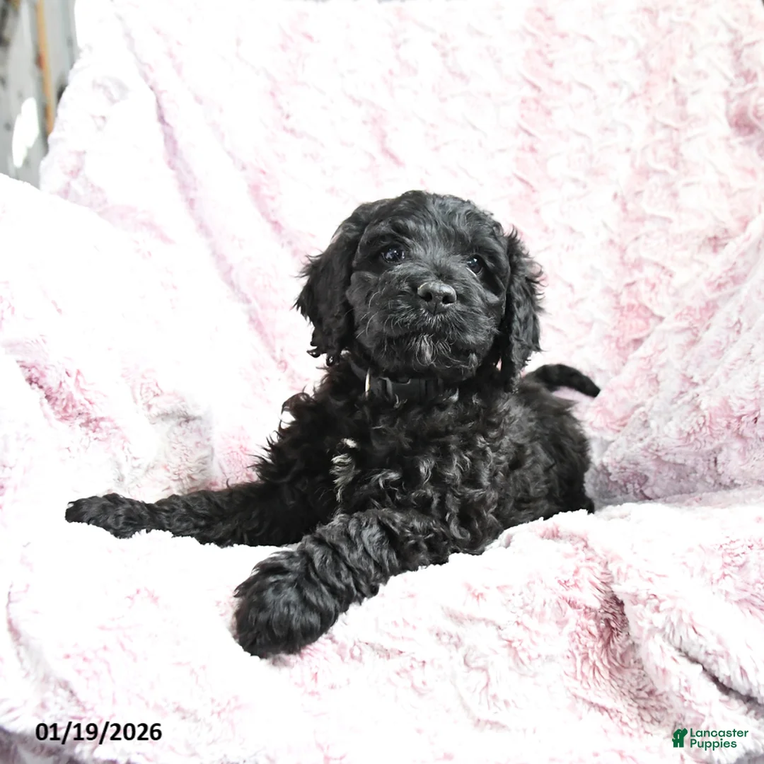 Cockapoo dogs for sale: Bubba - Ad 8