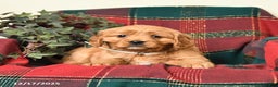 Miniature Golden Retriever dogs for sale: Beauty - Ad 2