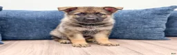 German Shepherd dogs for sale: Carson - Ad 1