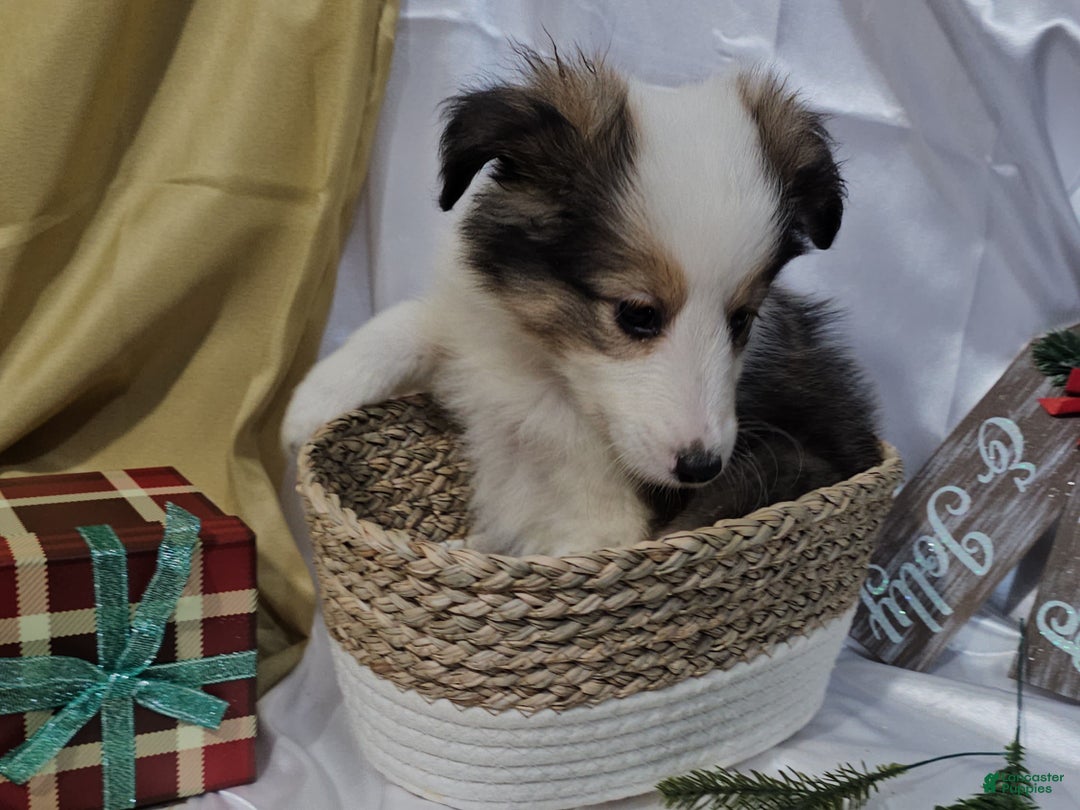 Shetland Sheepdog dogs for sale: Jingle - Ad 10