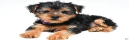 Yorkshire Terrier dogs for sale: Brooklyn - Ad 3