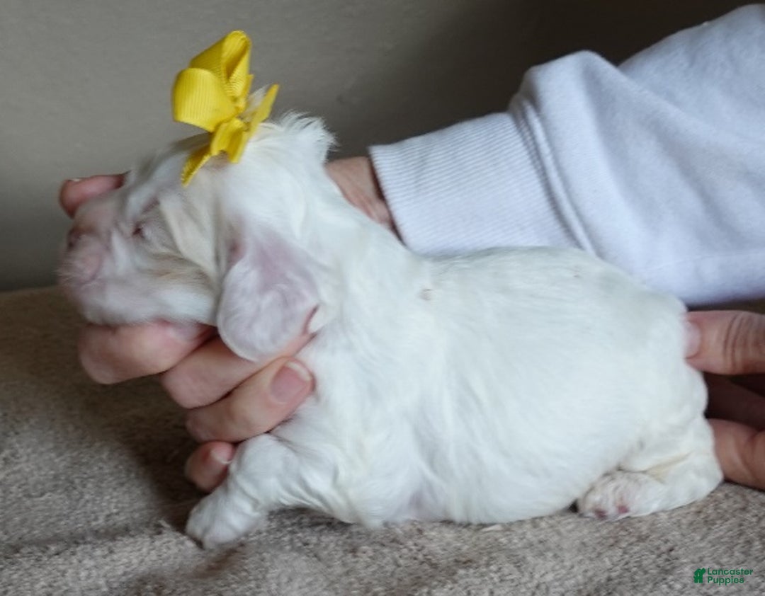 Cocker Spaniel dogs for sale: Bobo  - Ad 2