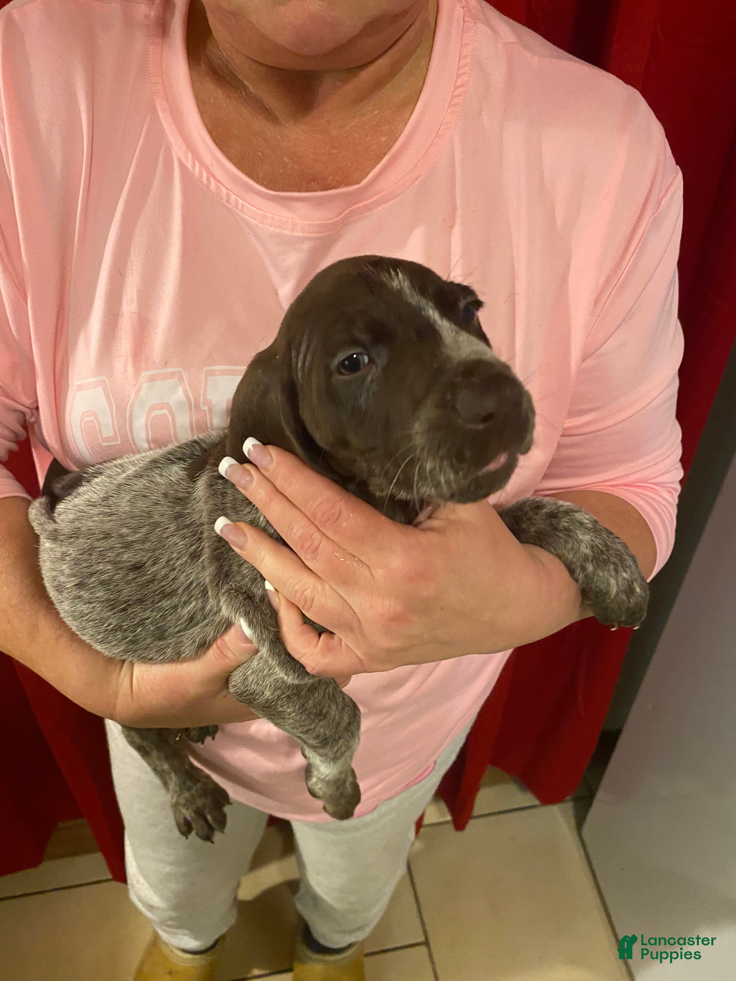 German Shorthaired Pointer dogs German Shorthaired Pointer Lenny - Ad 26