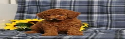 Miniature Poodle dogs for sale: Carson - Ad 3