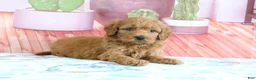 Mini Goldendoodle dogs for sale: Penny - Ad 3