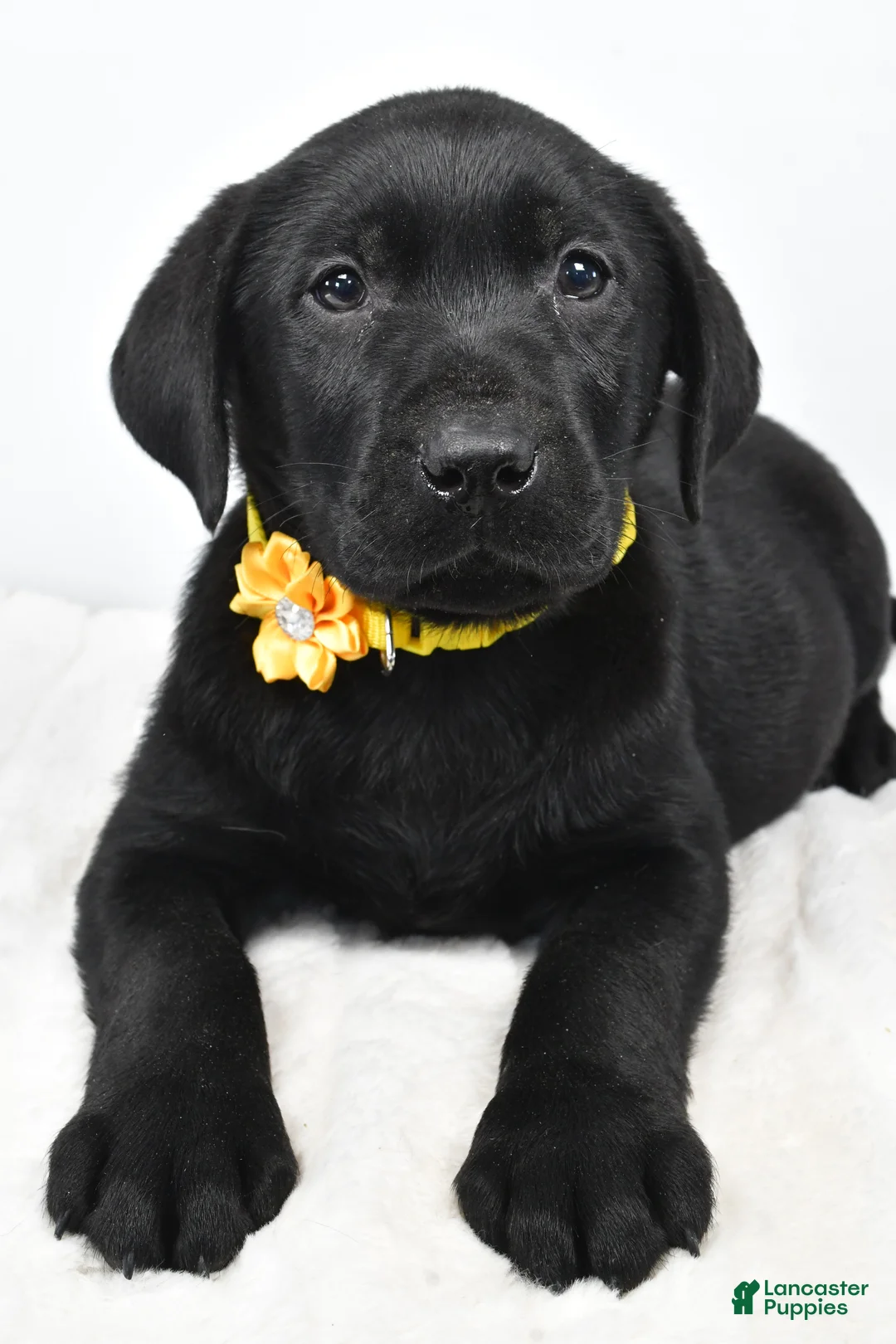 Labrador Retriever dogs for sale: Rusty - Ad 4