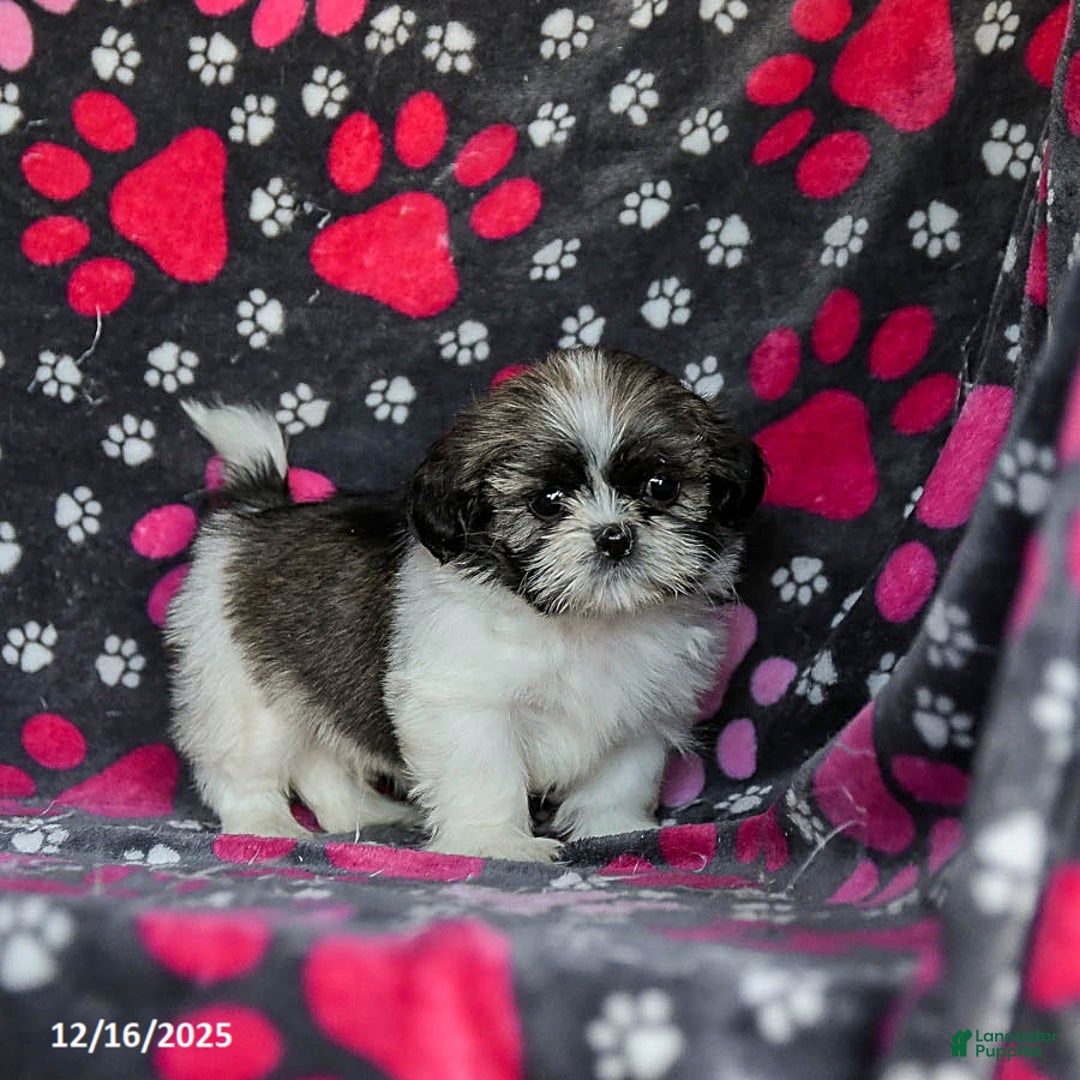 Shih Tzu dogs for sale: Moose Tracks - Ad 3
