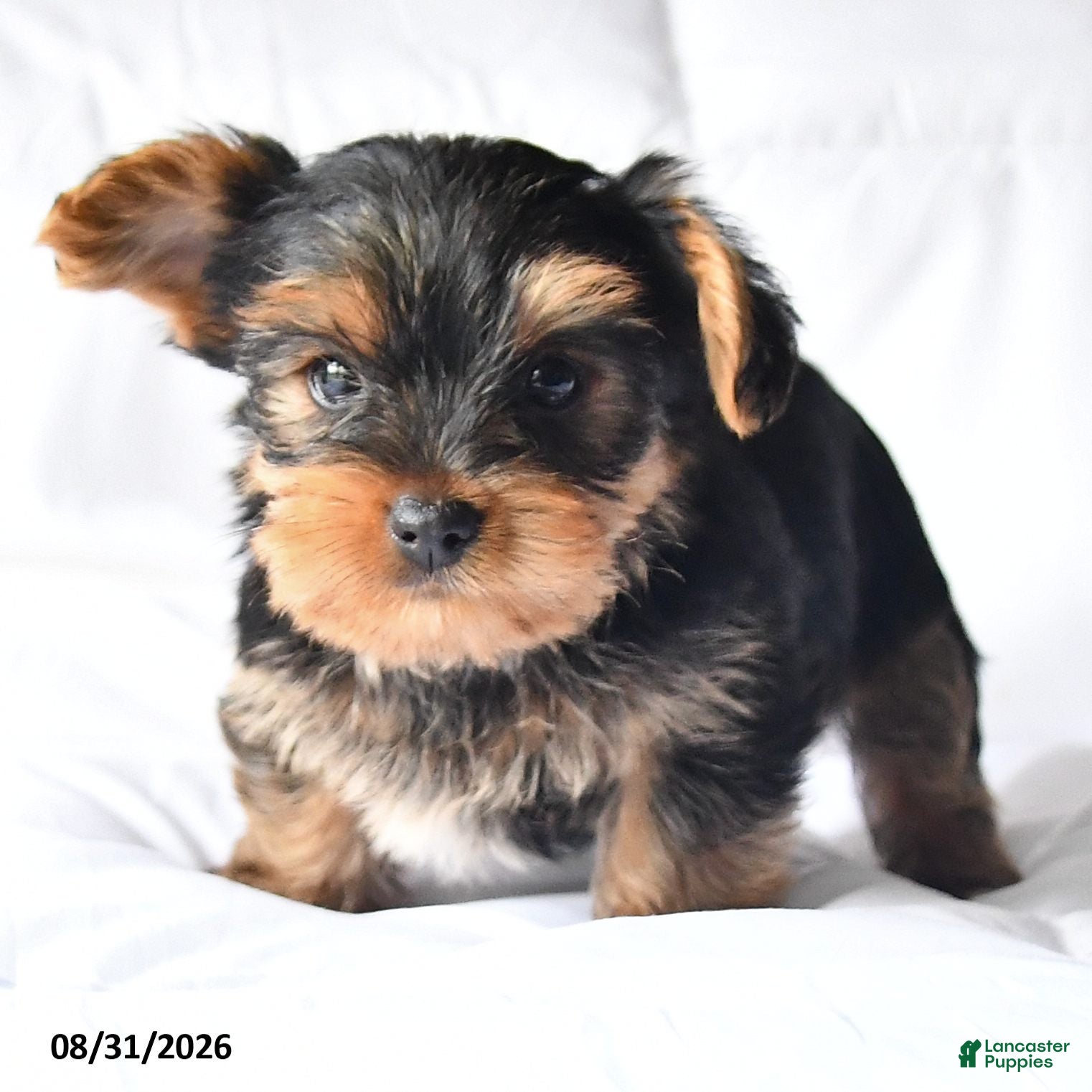 Yorkshire Terrier dogs Adam - Ad 2