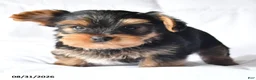 Yorkshire Terrier dogs for sale: Adam - Ad 2