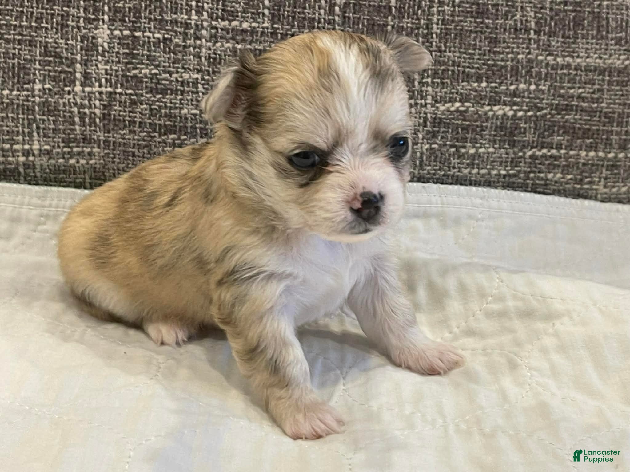 Chihuahua dogs Peyton - Ad 30