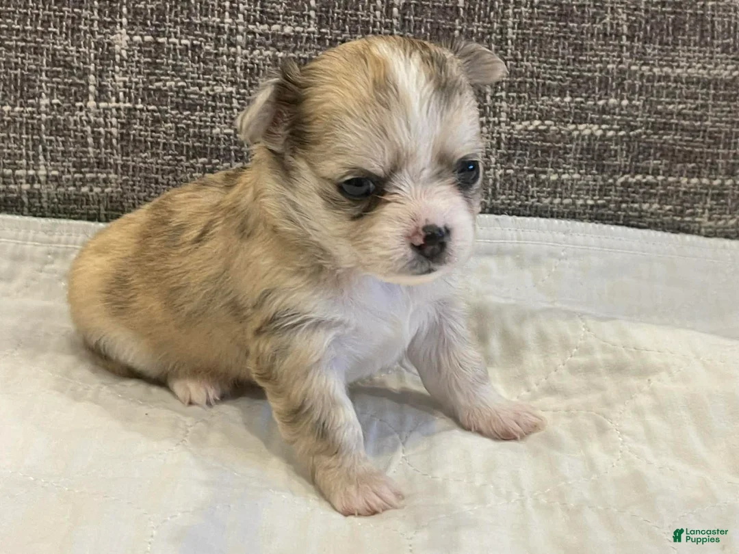 Chihuahua dogs for sale: Peyton - Ad 1