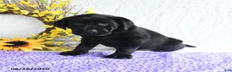 Labrador Retriever dogs for sale: Koni - Ad 2